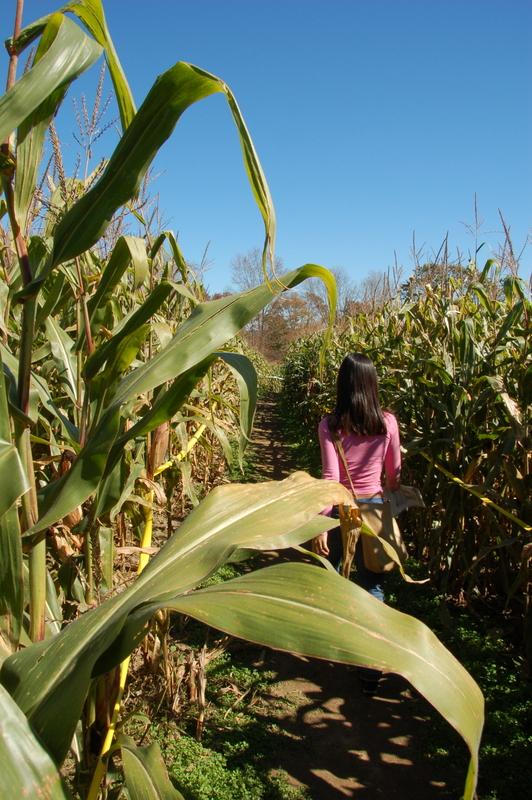 maize maze