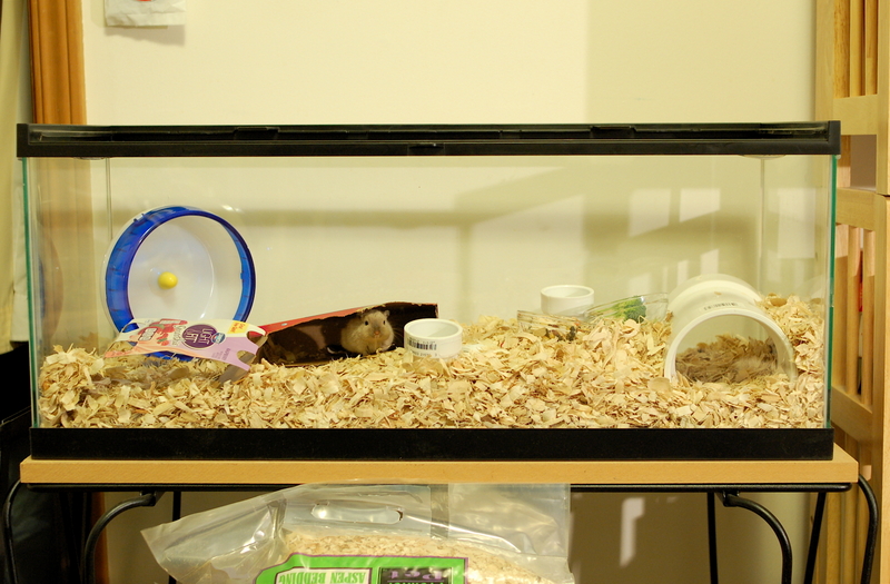 gerbil aquarium