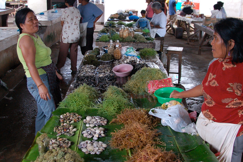 seaweed market