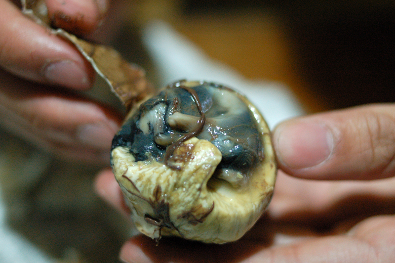 balut eye