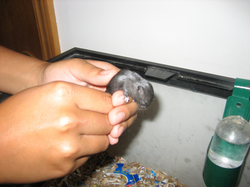 baby gerbil