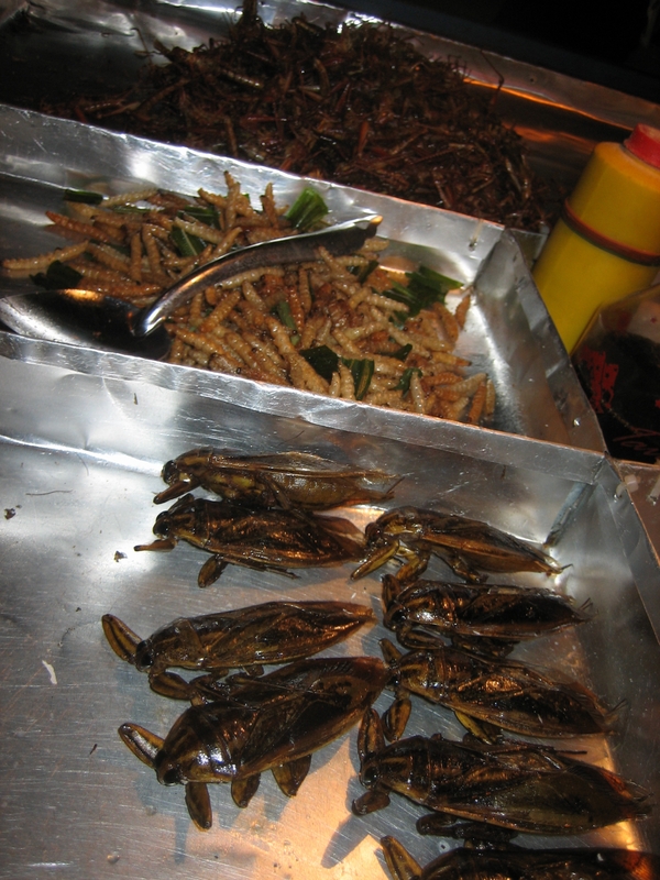 fried cockroach, mealworms, and grasshoppers 